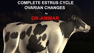 ESTRUS CYCLE IN COW [upl. by Farrell]