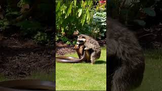 Racoon Mom is fighting against a Snake to Save Her Baby racoons racoon snake fighting [upl. by Chilcote]