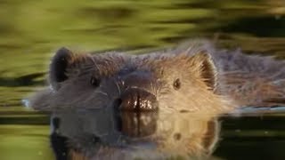 Beaver Lodge Construction Squad  Attenborough  BBC Earth [upl. by Mackie]