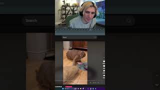 XQC reacts to FUNNY tiktok 4 [upl. by Friedland]