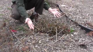 How to Prune Shrubs in Early Spring [upl. by Rema]