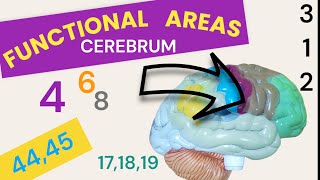 Functional Areas of Brain  Cerebral Cortex  Brodmanns areas [upl. by Yecram]