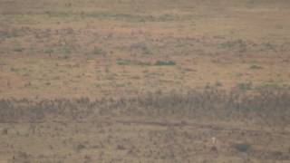 Ngorongoro crater  Hyenas attacking a zebra [upl. by Maher]