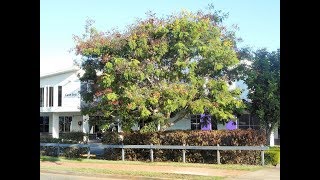 Plant ID Yellow Flame Tree peltophorum pterocarpum [upl. by Bandeen626]