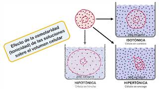 HIPONATREMIA Parte 1 conceptos clave osmosis osmolaridad valores normales 👉🏻WEBINAR CEMEDIP❗️ [upl. by Ettegdirb]