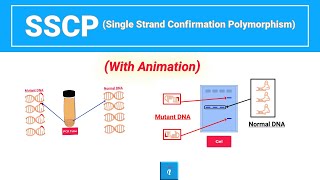 Single strand confirmation polymorphism  SSCP with animation [upl. by Aniv]