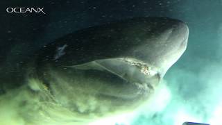 Massive DeepSea Shark Checking Out Our Submarine [upl. by Salem]