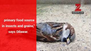 World Sparrow Day Mindless urbanisation lack of emotional connect has threatened [upl. by Francklin]