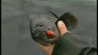 Fly Fishing Northwest – Rockfish and Ling Cod [upl. by Halac]