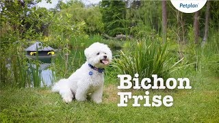 Bichon Frise Breed Information Temperament Lifespan amp more  Petplan [upl. by Oratnek]