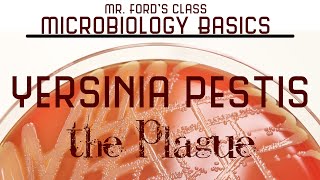 Yersinia pestis  The Plague  Microbiology Lectures [upl. by Kinsley]