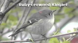 Regulus calendula  Rubycrowned Kinglet [upl. by Norrag]