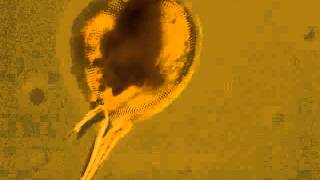 Plankton The radiolarian Protocystis feeding [upl. by Ylrrad]