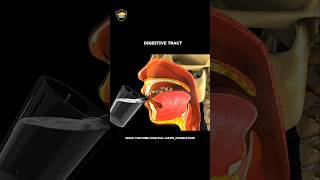 Digestive tract  Mouth to stomach  3D animation  AlHaDii Foundation [upl. by Htennek480]