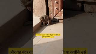 Sad aww 🥰 vrindavan vrindavandiaries vrindavanmonkey youtubeshorts shorts viralvideo trending [upl. by Lertnom]