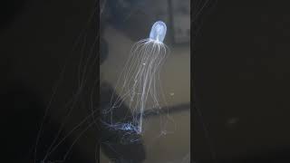 Hydroid Bioluminescence  Telonicher Marine Lab sciencefacts animal biology [upl. by Eem658]