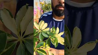 Schefflera Plant Repottingschefflera shorts shortsfeed shortvideos shortsyoutube [upl. by Severen785]