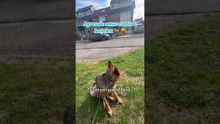 Uitvallen naar andere honden  MINI VLOG [upl. by Herv]