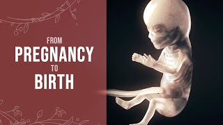 Pregnancy  How a Wonder is Born Animation [upl. by Aicined]