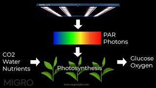 What is PAR for plant lighting Photosynthetically Active Radiation [upl. by Farlee]