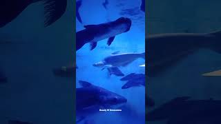 shark fish aquarium in chennai chetpet eco park shark sharkfish aquarium [upl. by Supat28]