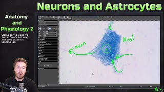 Neuron and Astrocyte Cytology and Principle Cells of the Nervous System  Anatomy and Physiology 2 [upl. by Fredericka]