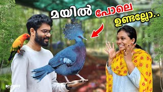 💥കിളിക്കൂട്ടിലേക്ക് മയില്‍ പോലെ ഉള്ള കിളിയെ വാങ്ങി  Fancy Pigeon Shopping Where to Buy [upl. by Nosahc]