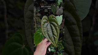 BVIT x Luxurians plants anthuriumplant plantlover kupinggajah tanamanhias [upl. by Ikcin]