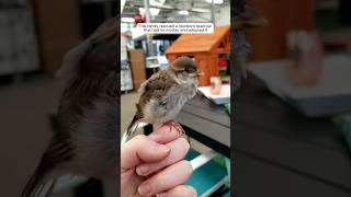 This family rescued a newborn sparrow that had no mother and adopted it animalshorts [upl. by Aynad550]