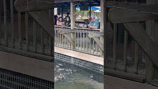 Me Feeding The Alligators At Gatorland Orlando [upl. by Hsetim45]