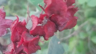 Clerodendrum trichotomum Thunb Closeup View [upl. by Asyal]