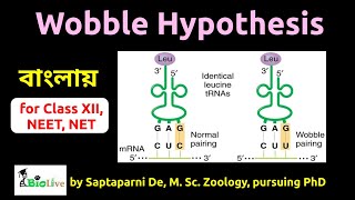 Wobble Hypothesis [upl. by Enrahs]