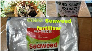 ଆଜି ଗଛ ରେ ଦେବା Seaweed fertilizerଉପକାରୀତାOrganic fertilizerକେମିତି ଦେବାuse of fertilizerଓଡ଼ିଆ। [upl. by Einallem]