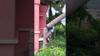 Tree cutter Arul kaniyakumari top tree cutter [upl. by Naashom]