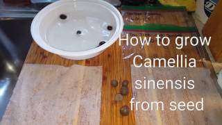 How to grow Camellia Sinensis  tea tree and hydrating seeds for germination [upl. by Fonz]