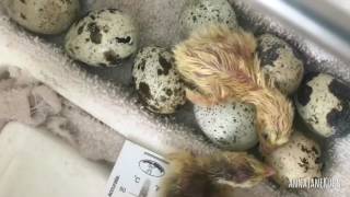 Coturnix Quail Hatching Timelapse [upl. by Enaht259]