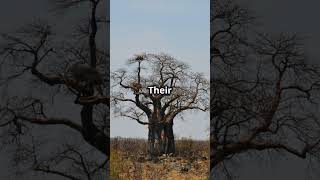 Baobab Tree natures silent guardian [upl. by Tybalt]