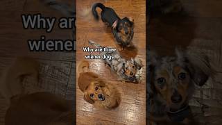 We got you covered 🤣superhero security dachshund dogs funny [upl. by Ytsim]