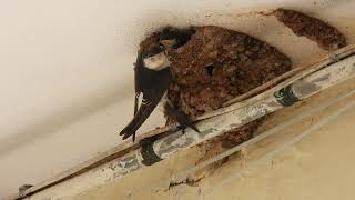 Common House Martin Balestruccio Delichon urbica [upl. by Einial867]