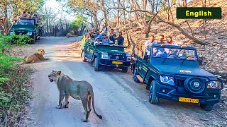 Lions Blocked Safari  Gir National Park Gujarat India  4K UHD English [upl. by Lexa]