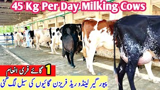 Garlando For Sale in Punjab  45 Milking Record Per Day  Red Friesian Cow  Hf Cows  Pk Janwar Man [upl. by Ahsakat128]