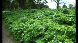 Giant Hogweed Identification amp Guide [upl. by Dinny]