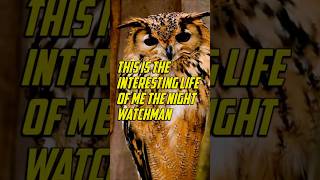 🦉 The night watchman 🦉shorts owl animals [upl. by Zetrok]