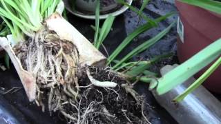 Gardening tips and Spider Plants Information Note Read description [upl. by Ettinger]