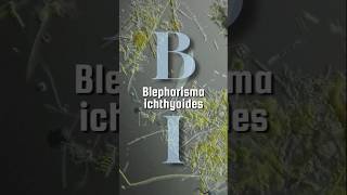 Blepharisma ichthyoides Ciliophora [upl. by Ruon]