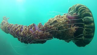 Facts The Black Sea Nettle [upl. by Kwasi]