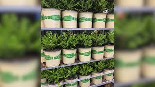 Get to Know the New Better Boxwood [upl. by Sabanrab661]