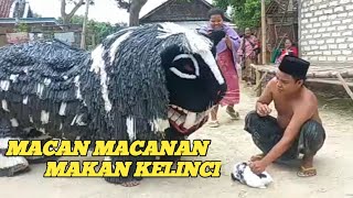 Can Macanan Makan Kelinci [upl. by Hallam400]