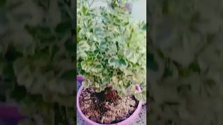 How To Care For Ming Aralia Houseplants mingaralia plants shorts [upl. by Ahseenyt639]