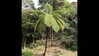 Plant ID Lacy Tree Fern Cyathea cooperi [upl. by Adnirim]